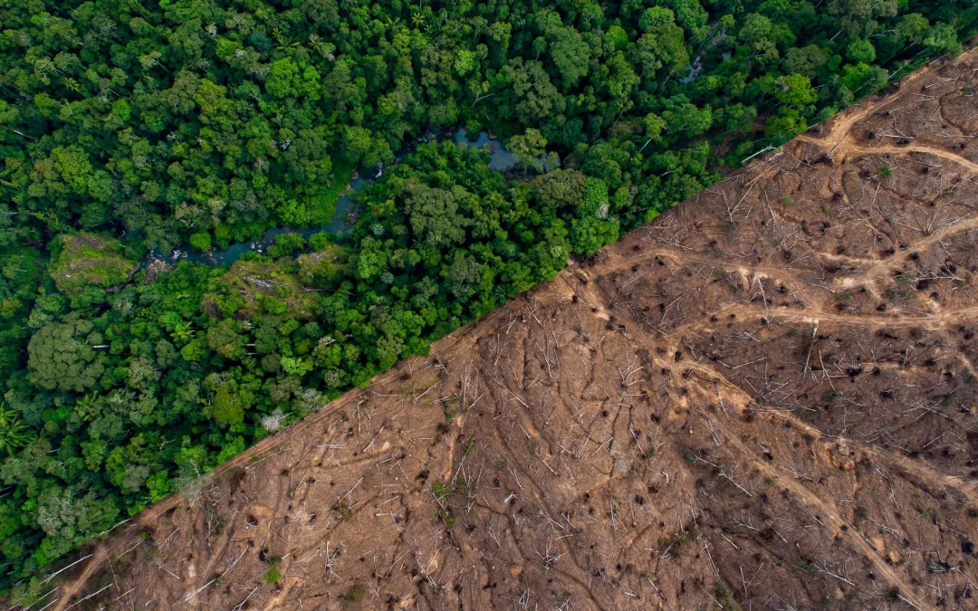Beef Production in Brazil Has Been the Largest Driver of Global Deforestation in Recent Decades