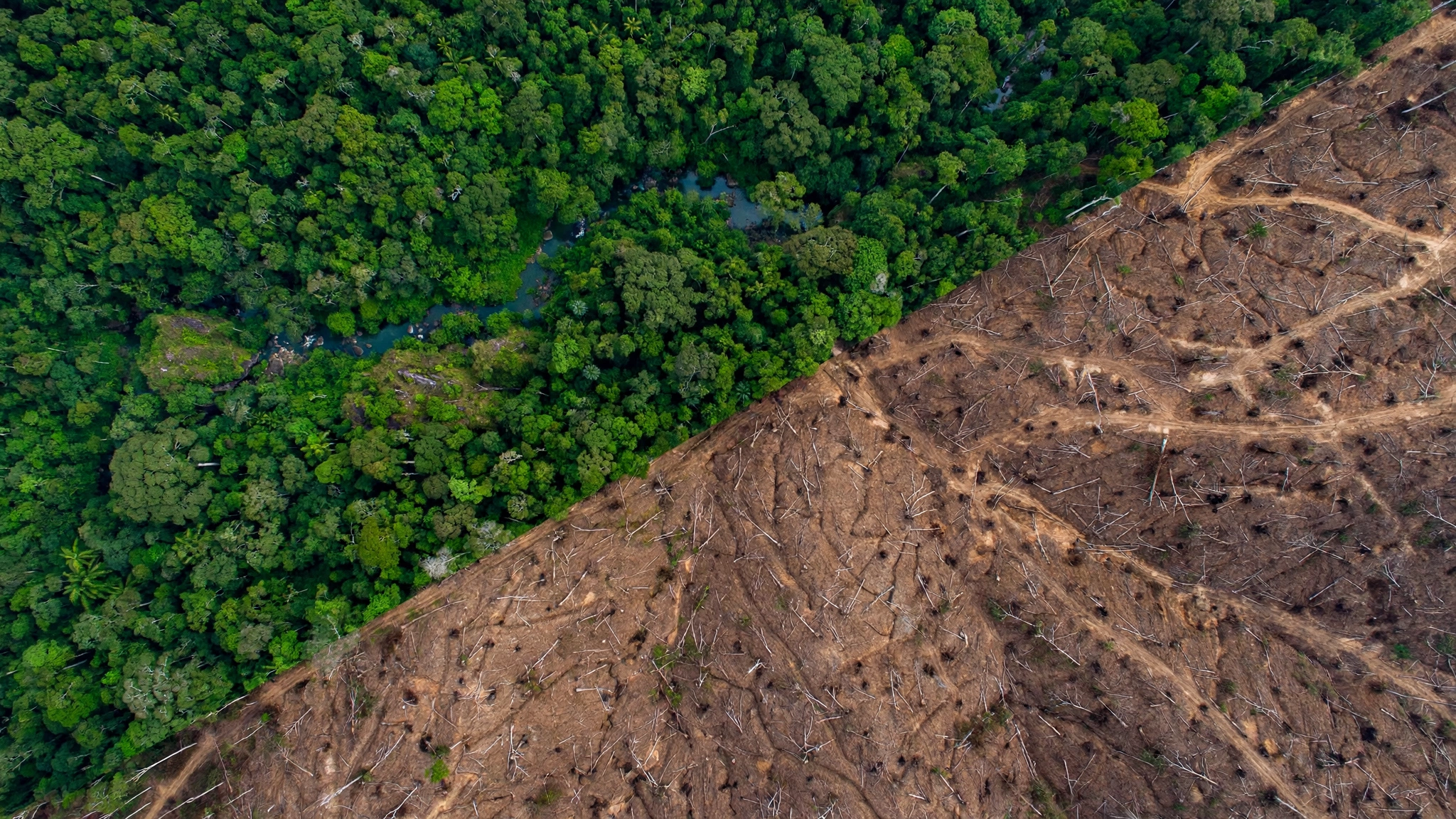 Beef Production in Brazil and Deforestation (thumbnail v2) Aerial view split diagonally between lush green forest and bare cleared land