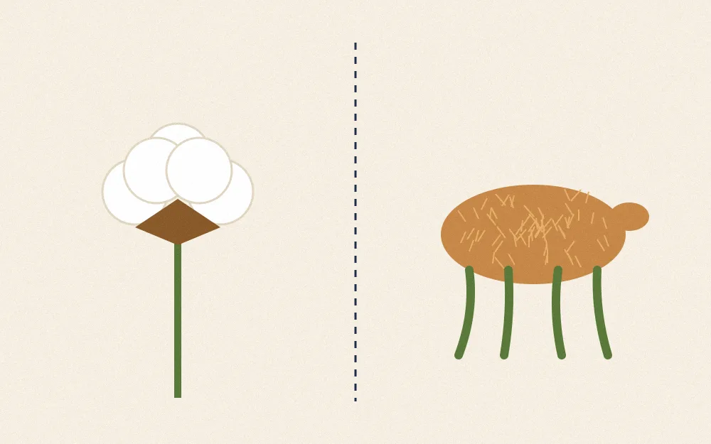 Side-by-side illustration of a fluffy cotton boll on a stem and a hairy golden fern rhizome whose leaf stalks look like four legs