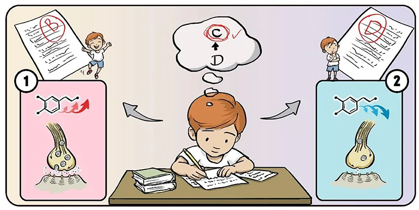 Cartoon of a student expecting a C and receiving either a B, with more dopamine released, or a D, with less dopamine released