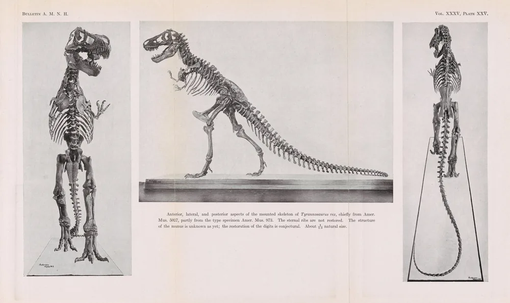 Three views of a mounted Tyrannosaurus rex skeleton from a 1916 American Museum bulletin