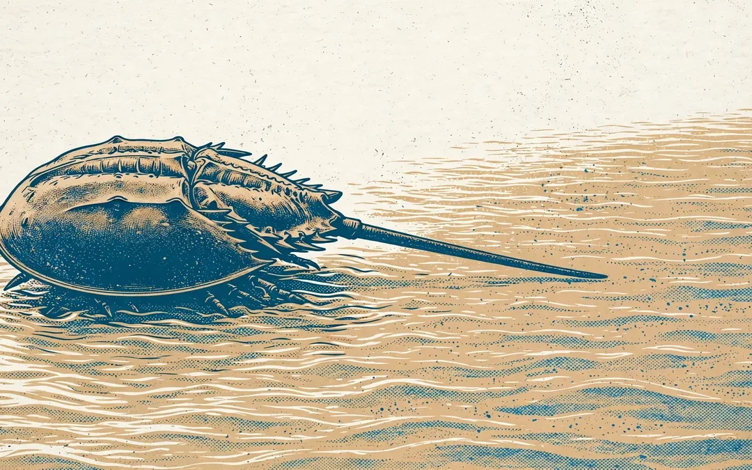 Horseshoe Crab Blood: A 450-Million-Year Blue Story