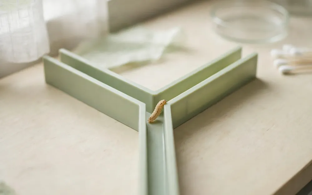 A small mealworm larva at the junction of a pale green Y-shaped maze on a laboratory bench