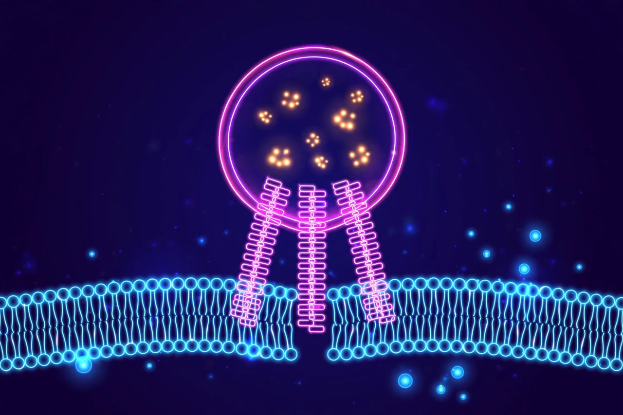 Neon diagram of a synaptic vesicle fusing with a neuron membrane, with zipper-like SNARE proteins and glowing calcium ions