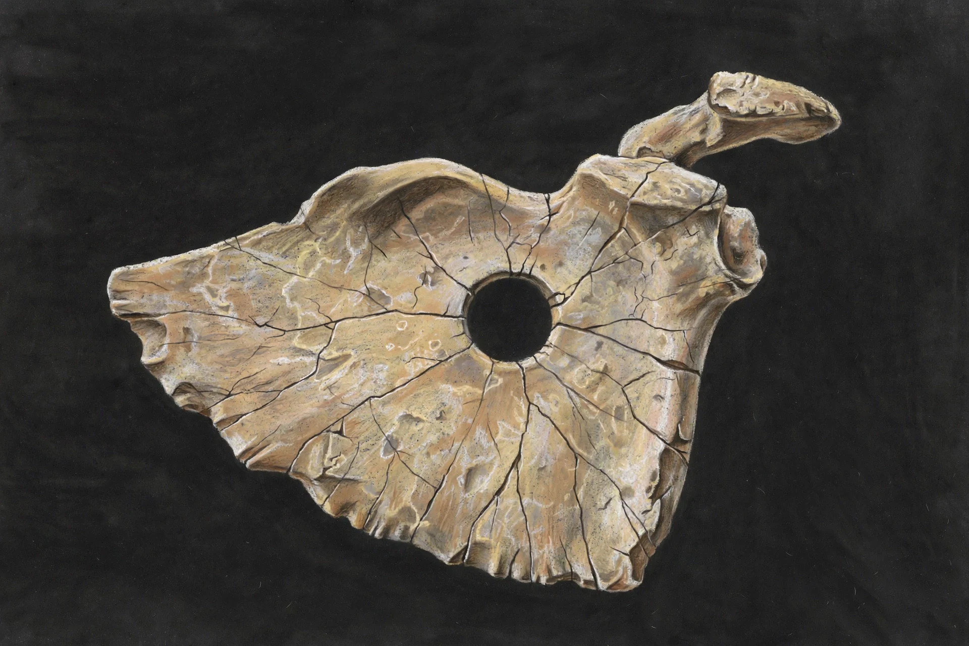 Chalk pastel illustration of an ancient fossil shoulder blade with a circular 15-millimetre hole and radiating cracks