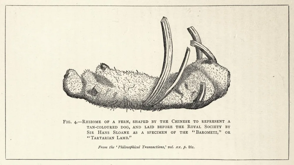 Engraving of a hairy fern rhizome shaped like a small four-legged animal, the specimen shown to the Royal Society