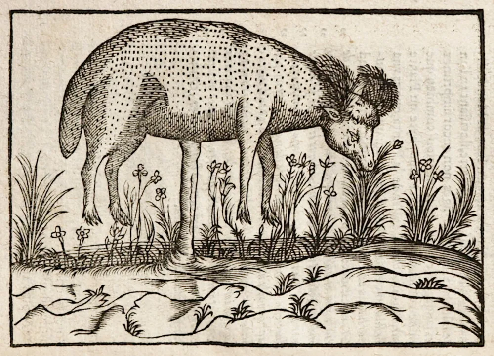 17th-century woodcut of a single lamb perched on top of a tall plant stem in a landscape