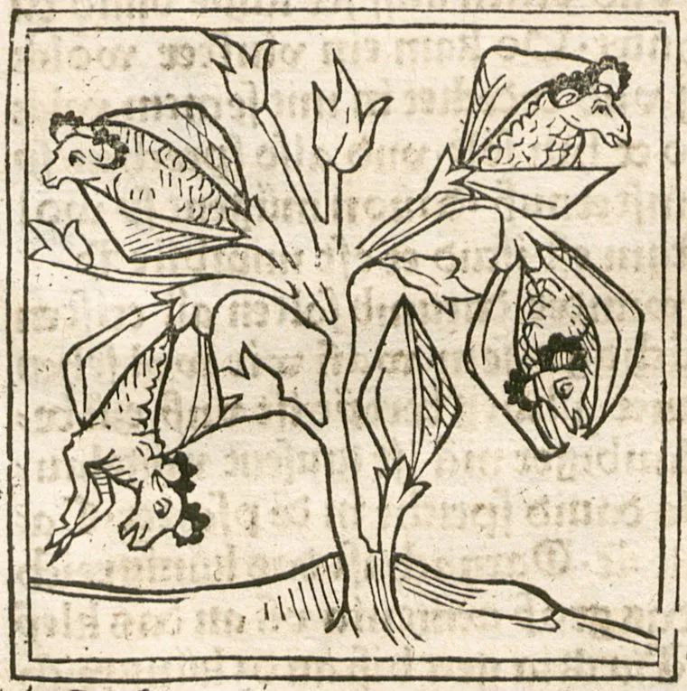 Hand-coloured 15th-century woodcut of a plant whose pods open to reveal small lambs